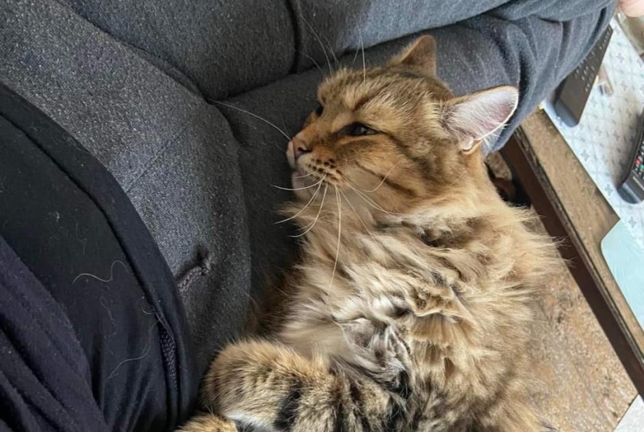 Alerte Disparition Chat croisement Mâle , 6 ans Capdenac-Gare France Alerte Disparition Chat croisement Mâle , 6 ans Capdenac-Gare France