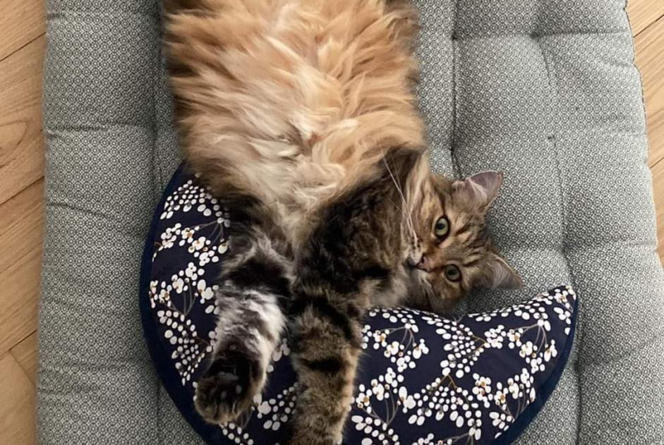 Alerte Disparition Chat croisement  Mâle , 7 ans Capdenac-Gare France